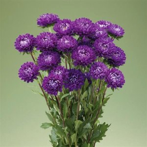 Callistephus Optimo Deep Purple
