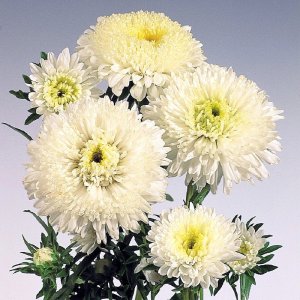 Callistephus Standy Creamy White