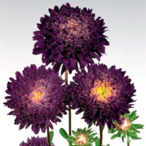 Callistephus Standy Deep Blue