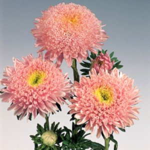 Callistephus Standy Light Pink