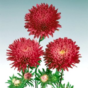 Callistephus Standy Red
