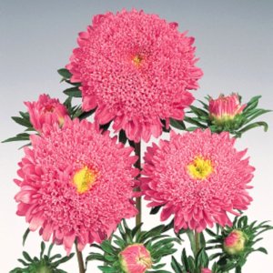 Callistephus Standy Salmon Pink