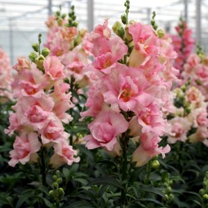 Antirrhinum Double Shot Appleblossom
