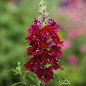 Antirrhinum Double Shot Crimson Red