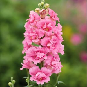 Antirrhinum Double Shot Hot Pink