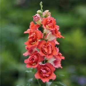 Antirrhinum Double Shot Orange Bicolor