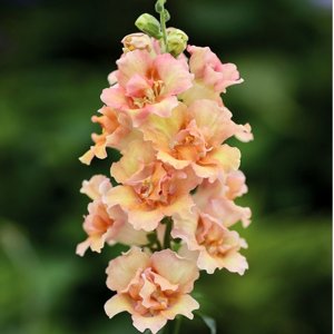 Antirrhinum Double Shot Peach