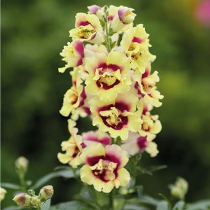 Antirrhinum Double Shot Yellow Red Heart