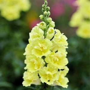 Antirrhinum Double Shot Yellow