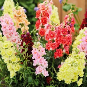 Antirrhinum Double Shot Mixture