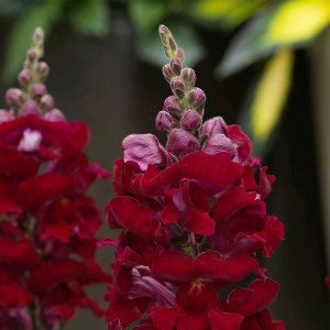 Antirrhinum Sonnet Burgundy