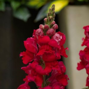 Antirrhinum Sonnet Carmine