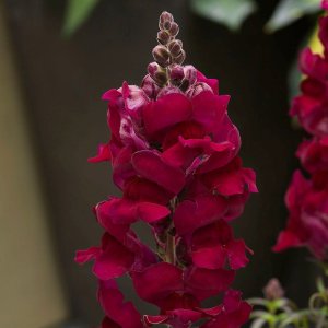 Antirrhinum Sonnet Crimson