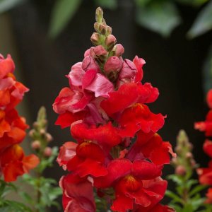 Antirrhinum Sonnet Orange Scarlet