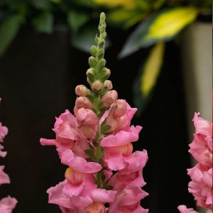 Antirrhinum Sonnet Pink