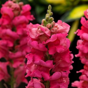 Antirrhinum Sonnet Rose