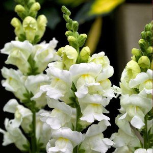 Antirrhinum Sonnet White