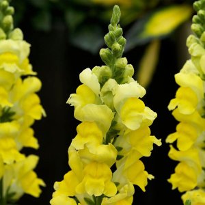 Antirrhinum Sonnet Yellow