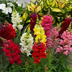Antirrhinum Sonnet Mix