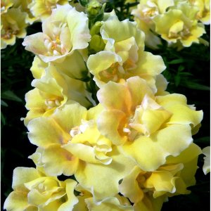 Antirrhinum Twinny Yellow Shades