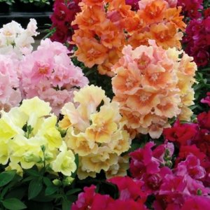 Antirrhinum Twinny Mix 