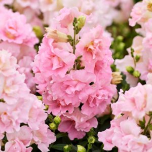 Antirrhinum Twinny Appleblossom