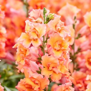 Antirrhinum Twinny Bronze Shades