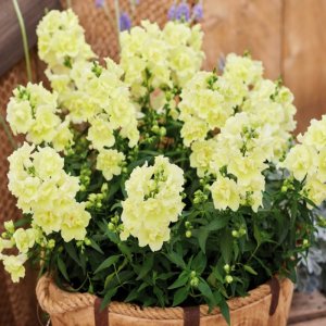 Antirrhinum Twinny Lemon
