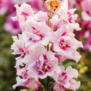 Antirrhinum Twinny Orchid