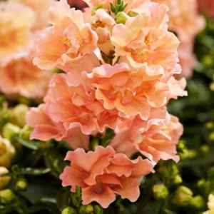 Antirrhinum Twinny Peach