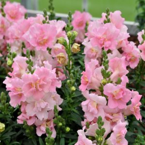 Antirrhinum Twinny Rose