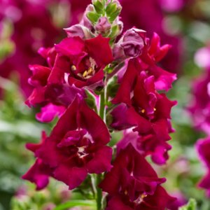 Antirrhinum Twinny Violet