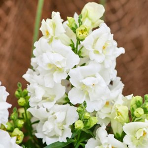 Antirrhinum Twinny White
