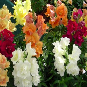 Antirrhinum Twinny Mix