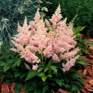 Astilbe arendsii Astary Pink