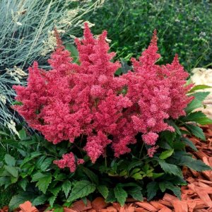 Astilbe arendsii Astary Rose