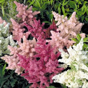 Astilbe arendsii Astary Mix