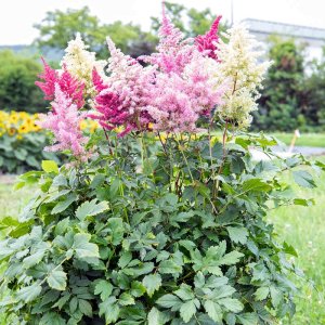 Astilbe arendsii Rhapsody