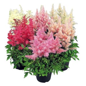 Astilbe arendsii Showstar