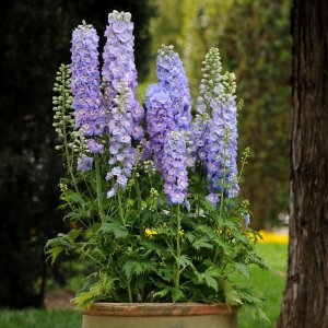 Delphinium Guardian Lavender