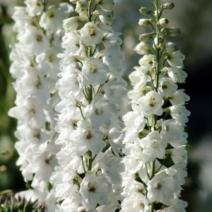 Delphinium Guardian White