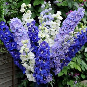 Delphinium Guardian Mix