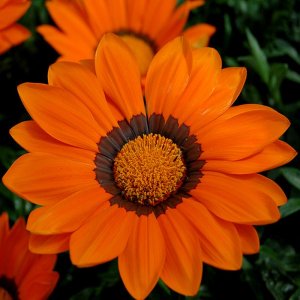 Gazania Enorma Orange/Ring