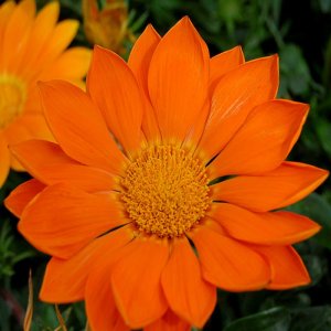 Gazania Enorma Orange