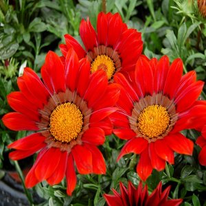 Gazania Enorma Red/Ring