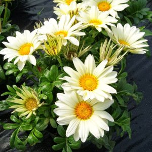 Gazania Enorma Vanilla