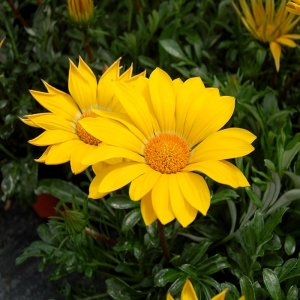 Gazania Enorma Yellow