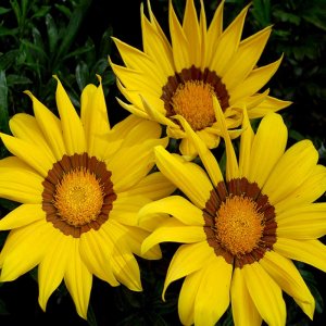 Gazania Enorma Yellow/Ring