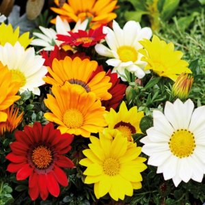 Gazania Enorma Mix Full
