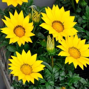 Gazania New Day Yellow